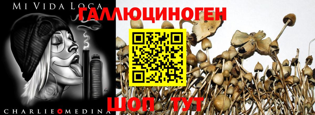 Псилоцибиновые грибы GOLDEN TEACHER Мегион